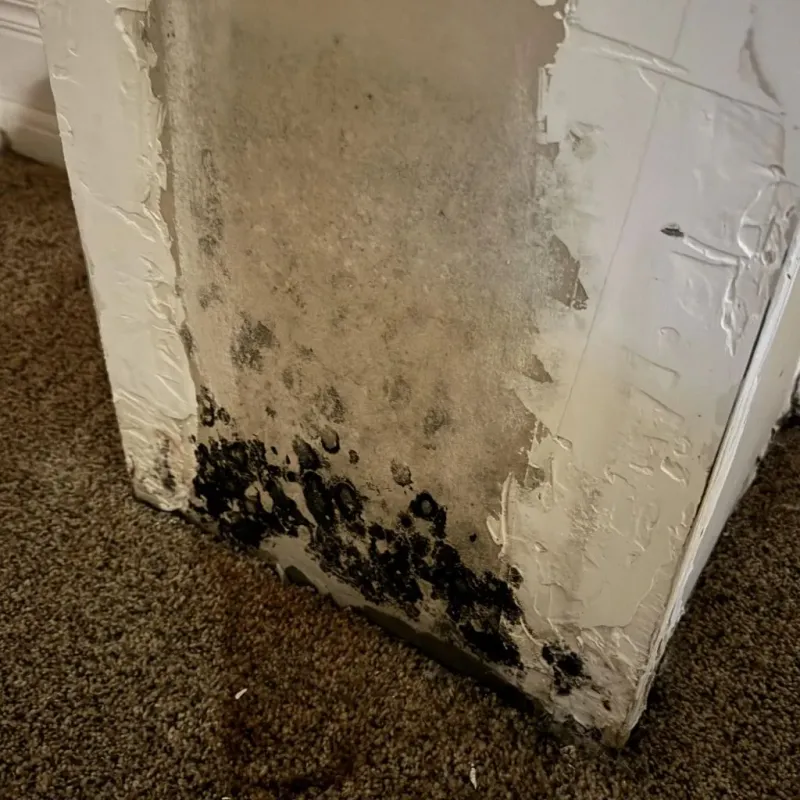 Professional Mold Removal in Norway, ME